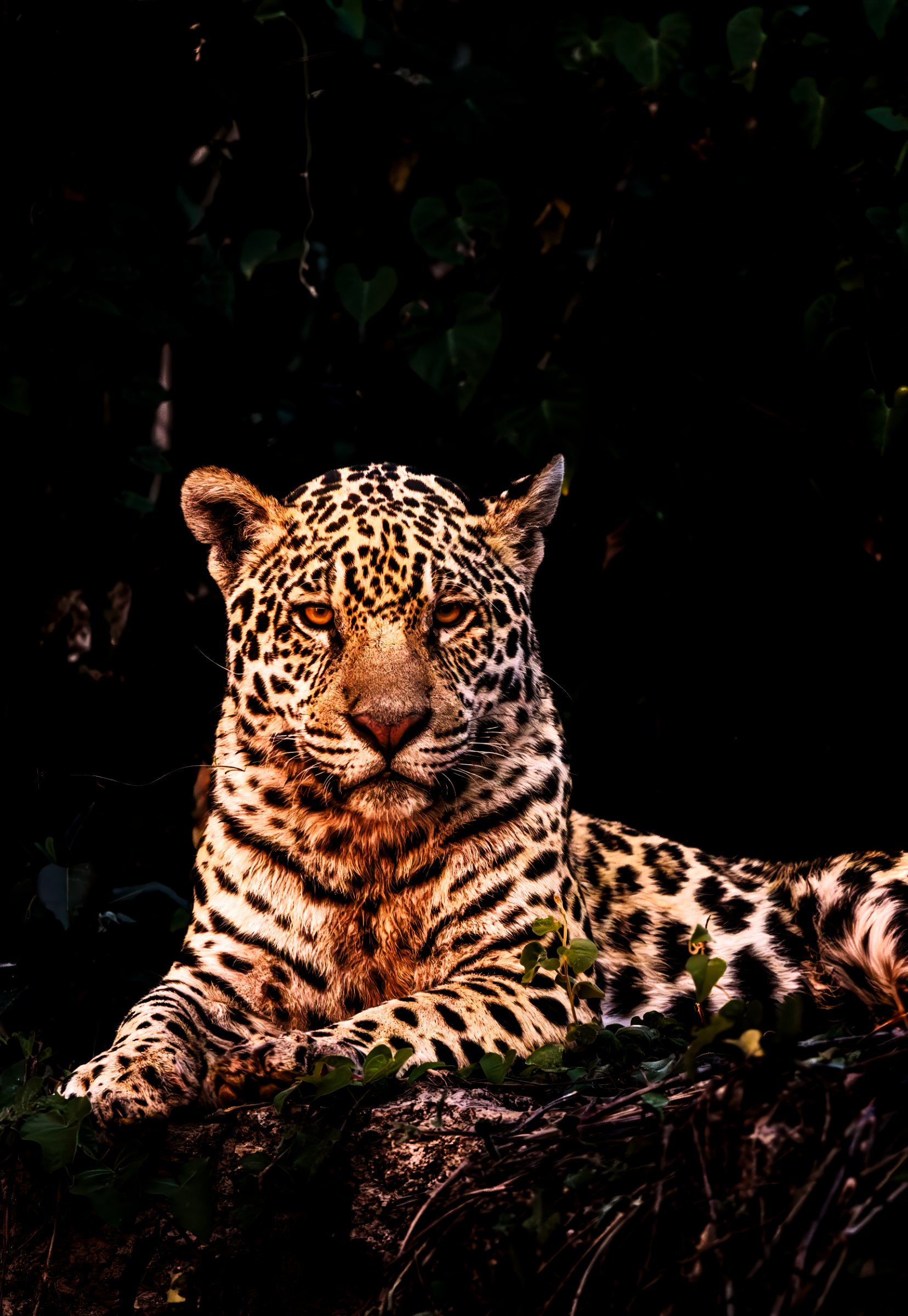 Majesty of the Pantanal — Felipe Cuoco